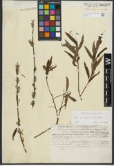 Foto von Salix purpurea L. x Salix viminalis L.